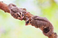 10 Fakta Menarik Sugar Glider, Bersuara Keras dan Bisa Membeku