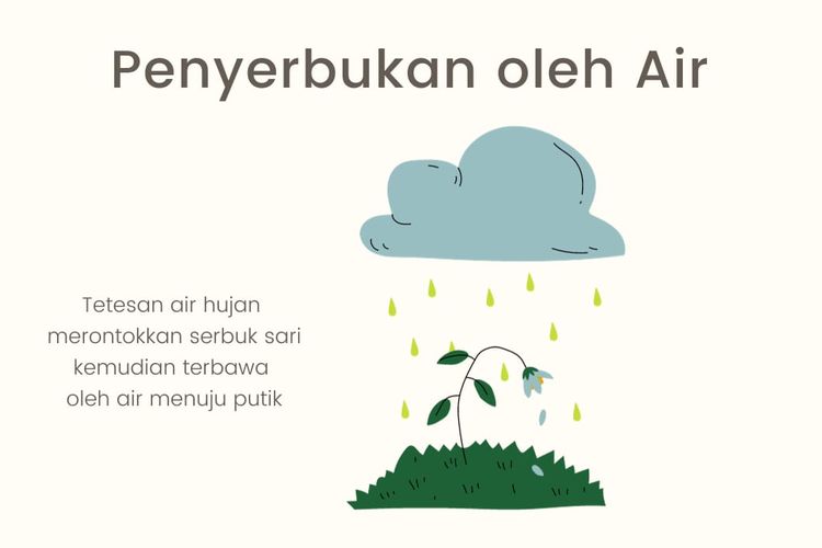 Ilustrasi Penyerbukan oleh Air