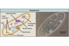 Organel Sel yang Dimiliki Paramecium sp