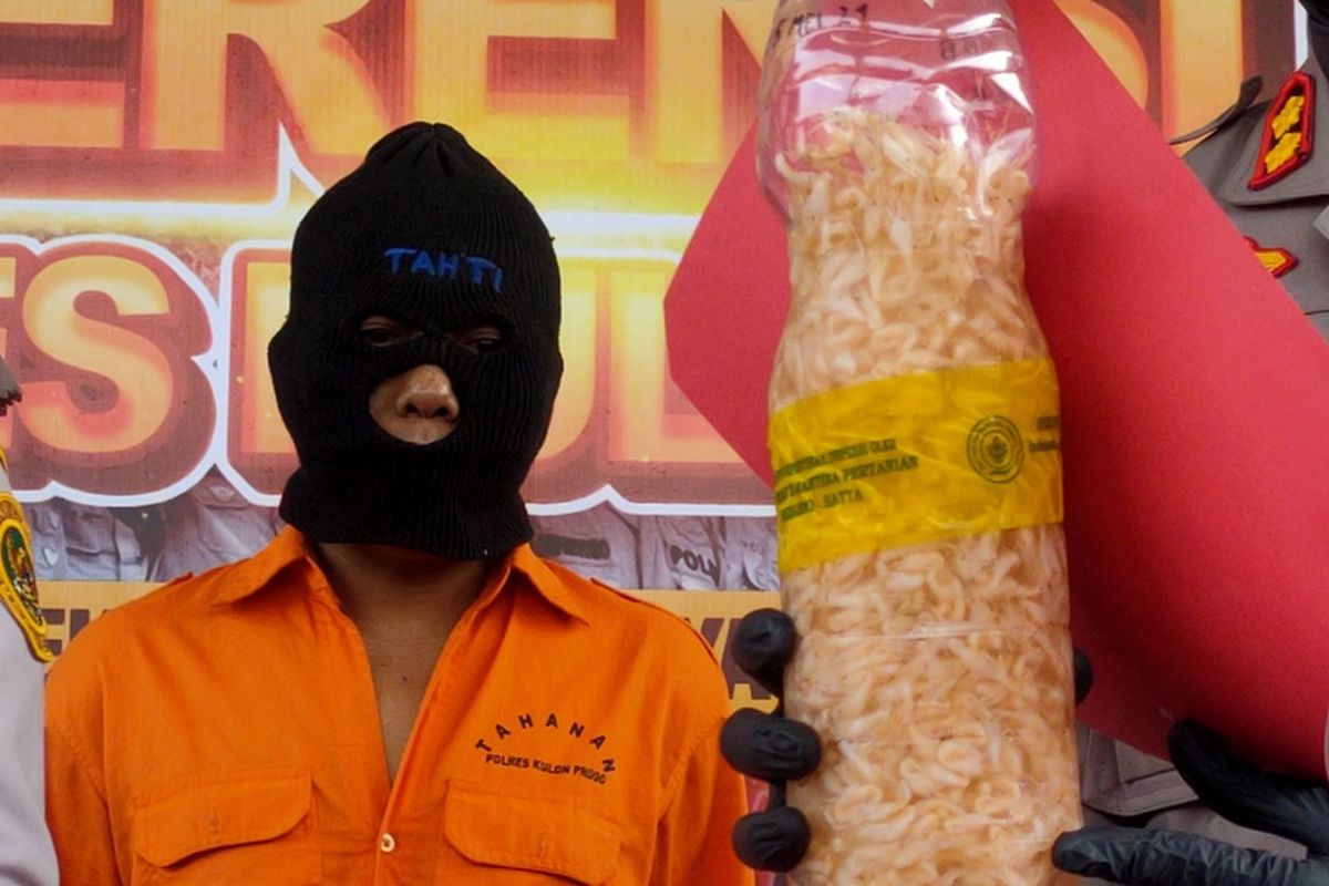 PENYELUNDUPAN BENUR: Polisi menangkap DW (43) karena menyelundupkan benur atau benih bening udang lobster via Bandar Udara Yogyakarta International Airport (YIA) di Kabupaten Kulon Progo, Daerah Istimewa Yogyakarta. DW alias Diyan (43) tertangkap saat berada di rumahnya pada Kabupaten Buleleng, Bali, 4 Juni 2024 lalu.