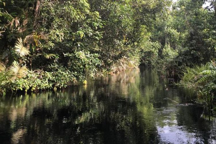 Taman Nasional Sebangau di Kalimantan Tengah merupakan lahan hutan gambut yang dilalui beberapa sungai, salah satunya Sungai Koran yang berair hitam. Warna ini bukanlah hasil limbah, melainkan zat tannin yang ada di dalam rawa gambut.