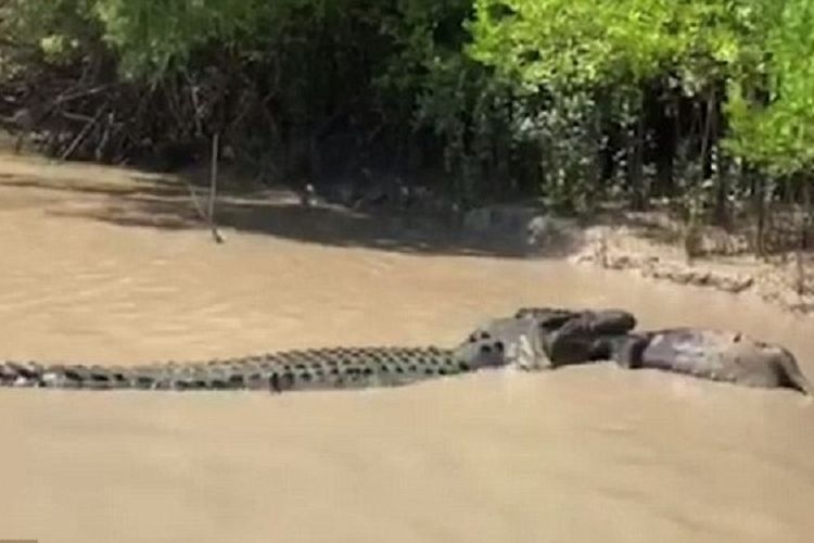 Dalam foto hasil tangkapan layar ini terlihat salah satu buaya berhasil menggondol bangkai babi yang direbutnya dari sesama buaya.