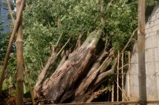 Angin Kencang, Pohon Tumbang Timpa Rumah di Jakarta Barat