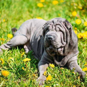 Ilustrasi anjing - Anjing ras Shar-Pei.