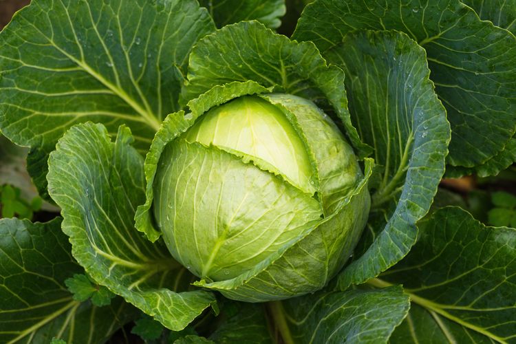 10 Sayuran yang Dapat Ditanam dan Tumbuh Subur di Pot