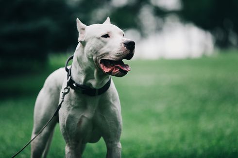 Viral Video Anjing Bernama Canon Mati Usai Ditangkap Satpol PP, Apa Tanggapan Ahli?