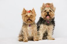 7 Fakta Menarik Anjing Yorkshire Terrier, Si Kecil yang Berani