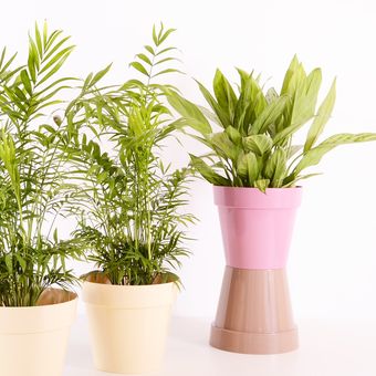 Ilustrasi tanaman hias di dalam pot plastik.