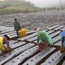 Petani Muda Indonesia Hanya 1 Persen, Pakar IPB: Peluang Usaha Tani Besar