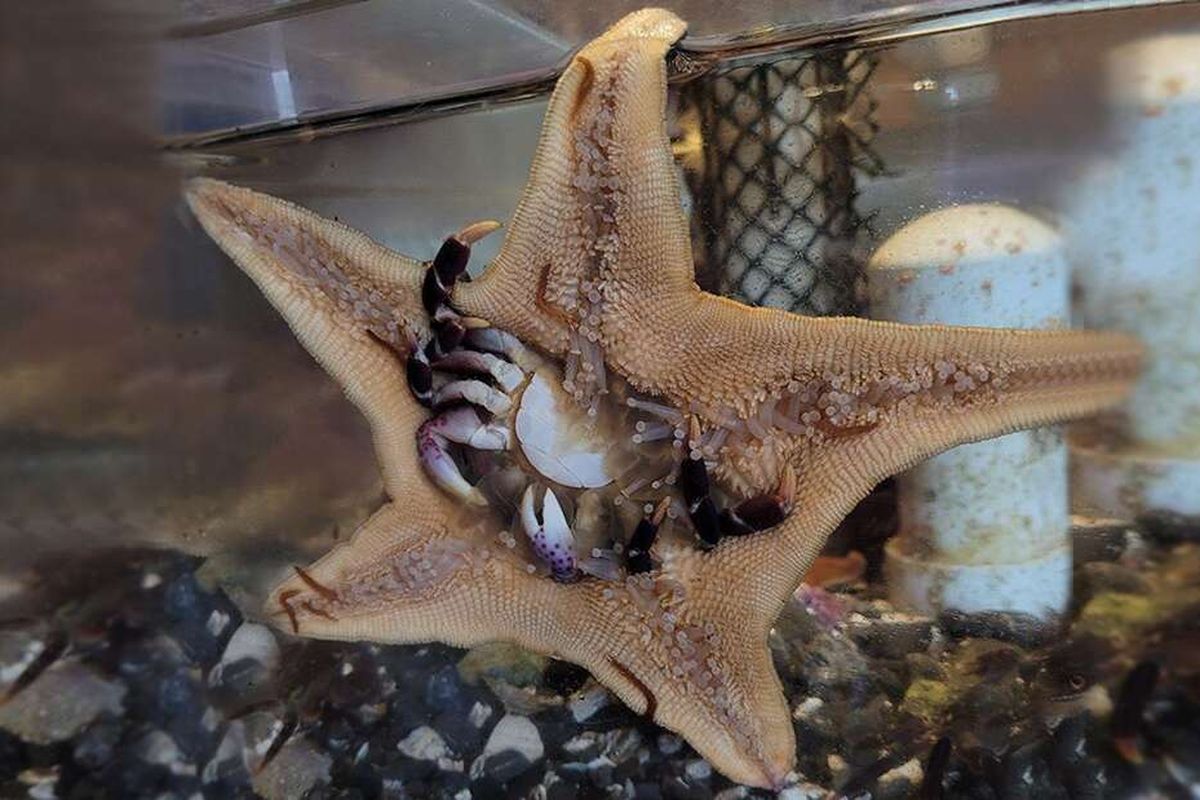 Bintang laut di akuarium memakan kepiting.