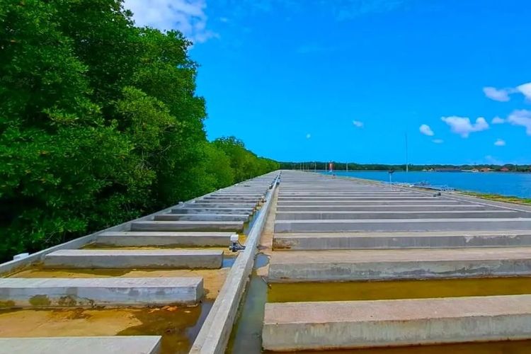 Proyek Penataan Kawasan Mangrove Tahura Ngurah Rai di Bali.