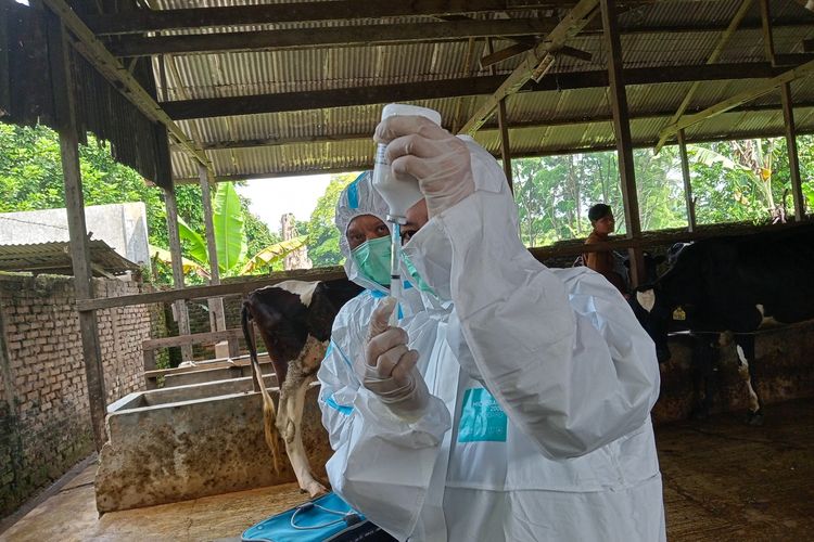 Dua petugas menyiapkan suntik vaksin untuk mencegah penularan PMK pada ternak sapi di Kelompok Tani Kesuma, di Desa Jati Kesuma, Kecamatan Namurambe, Deli Serdang pada Senin (27/6/2022).