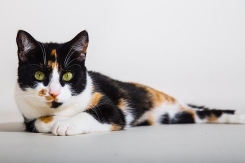 5 Penyebab Kucing Mengeluarkan Banyak Air Liur