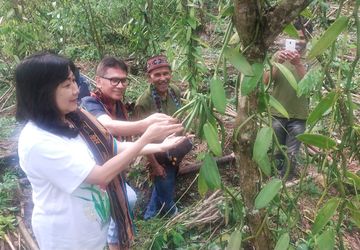 Kembangkan Potensi Ekonomi NTT, YDBA Beri Pendampingan bagi Petani Vanili dan Mete 