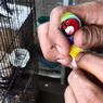 Di Tangan Agus, Burung yang Biasa Dianggap Hama ini Bisa Laku Rp 10 Juta