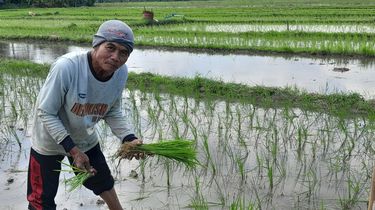 Kisah Daliman Merawat Anak Sapi untuk Biaya Haji, Tetap Tanam Padi Jelang ke Tanah Suci