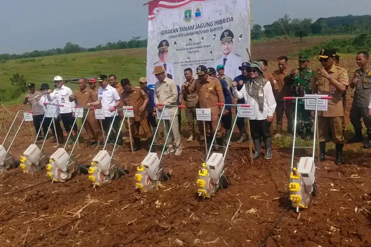 Banten Canangkan Tanam Jagung Ratusan Hektare, Bidik Swasembada Pangan