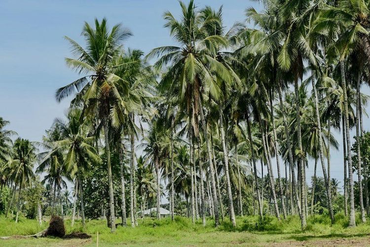 Kawasan kebun kelapa di Kabupaten Minahasa Selatan, Sulawesi Utara, Jumat (23/9/2022).