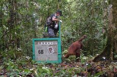 Lewati Masa Rehabilitasi Panjang, 6 Orangutan Dilepasliarkan di TN Bukit Baka Bukit Raya