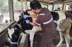 763 Sapi di Jember Terpapar Virus PMK, 61 Ekor Mati