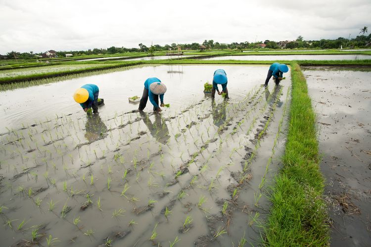 Ilustrasi petani menanam padi di sawah. 