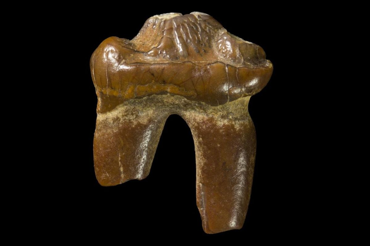 Fosil gigi anjing laut tanpa telinga yang ditemukan di pantai Victoria, Australia.