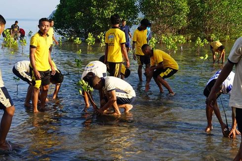 Tanam 10.000 Anak Mangrove demi Menahan Abrasi Pantai Nangalirang-Dampek di Manggarai Timur
