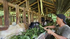 Penjualan Hewan Kurban di Bali Tak Seramai Tahun Lalu, Peternak Sebut Ekonomi Lagi Sulit