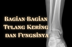 Bagian-Bagian Tulang Kering dan Fungsinya