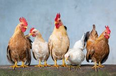CEK FAKTA: Beredar Hoaks soal RNA Digunakan Dalam Pakan Ayam di AS