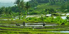 Sumbang Capaian Swasembada Pangan, Serapan KUR Pertanian Berhasil Tembus Rp 70,3 Triliun