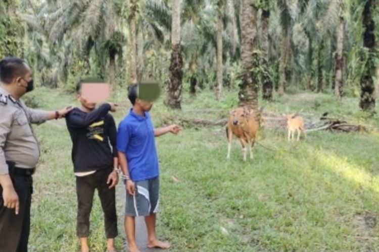 Petugas kepolisian saat mengamankan dua pelaku pencuri sapi di Kecamatan Tapung Hilir, Kampar, Riau, Kamis (5/5/2022).