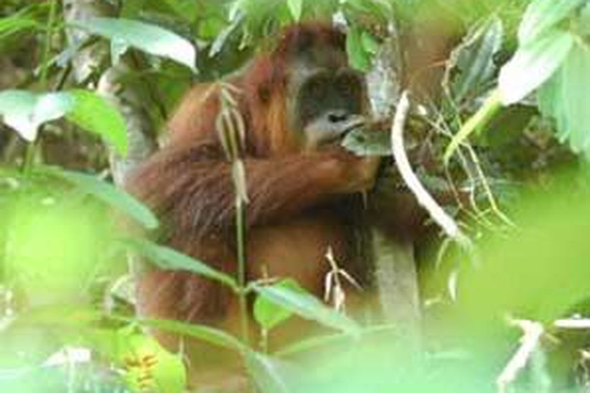 Sekitar 80 orangutan sitaan telah dilepas kembali ke alam bebas setelah menjalani adaptasi di pusat reintroduksi orangutan Frankfurt Zoological Society, Jambi, Jumat (22/2). Jumlah orangutan diperkirakan lenyap sekitar 5.000 ekor per tahun. Keberlanjutan spesies ini kian mengkhawatirkan