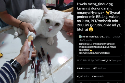 Ramai soal Kucing Donasi Darah, Bagaimana Prosesnya?