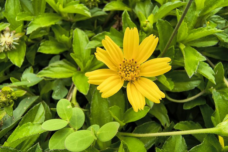Hasil foto Motorola Edge 60 Fusion dengan mode Makro