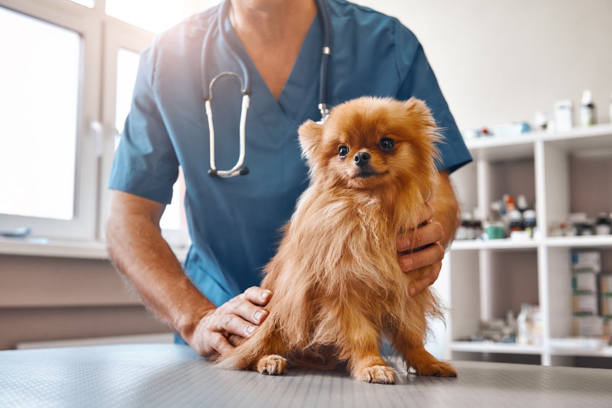 Ilustrasi anjing, ilustrasi memeriksakan kesehatan anjing ke dokter hewan.