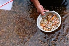 Pemkab Purwakarta Tebar Ratusan Ribu Benih Ikan ke Waduk dan Situ