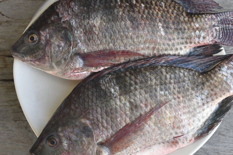 Ilustrasi ikan nila. 