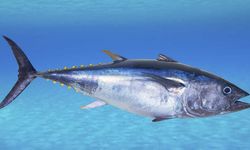 Genetika Tuna Diteliti, Jadi Dasar Kuota Tangkap dan Konservasi