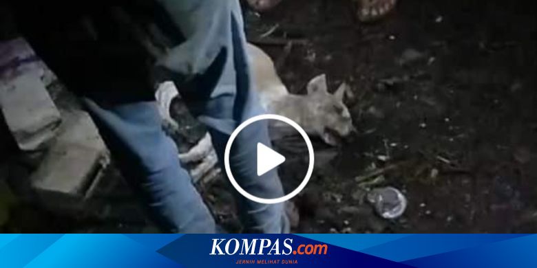 Movie Anjing Cuki Mama - Itu Bukan Anjing Leak, tapi Anjing Peliharaan\