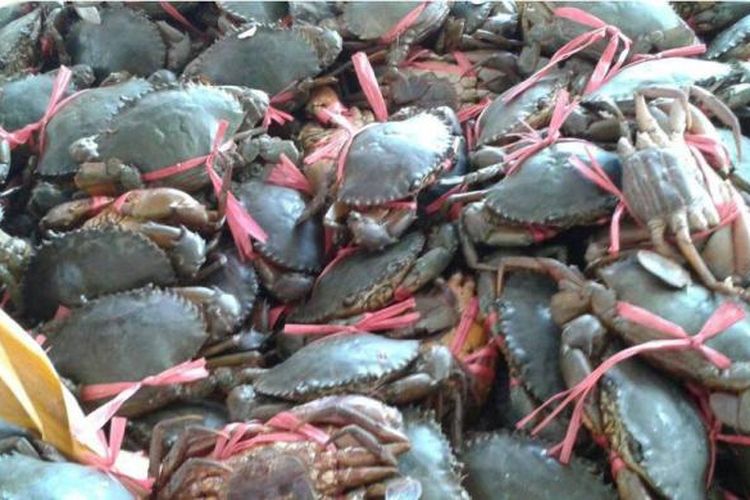 Ribuan kepiting yang akan di selundupkan ke Tawau Malaysia oleh nelayan tak bertanggung jawab  bulan maret lalu. Banyakny nelayan  Philipina di perairan perbatasan Indonesia dikeluhkan nelayan di Kabupaten Nunukan. Puluhan Nelayan tersebut menyaru sebagai nelayan Indonesia. 