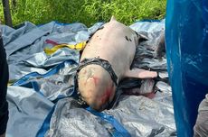 Kapal Pinisi Tenggelam di Dermaga Pink Labuan Bajo, KSOP: Kru Tertidur, Air Masuk karena Hujan Deras