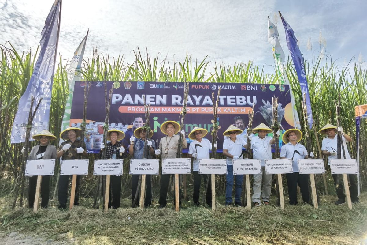 Acara Panen Raya Tebu di Sleman, DIY.