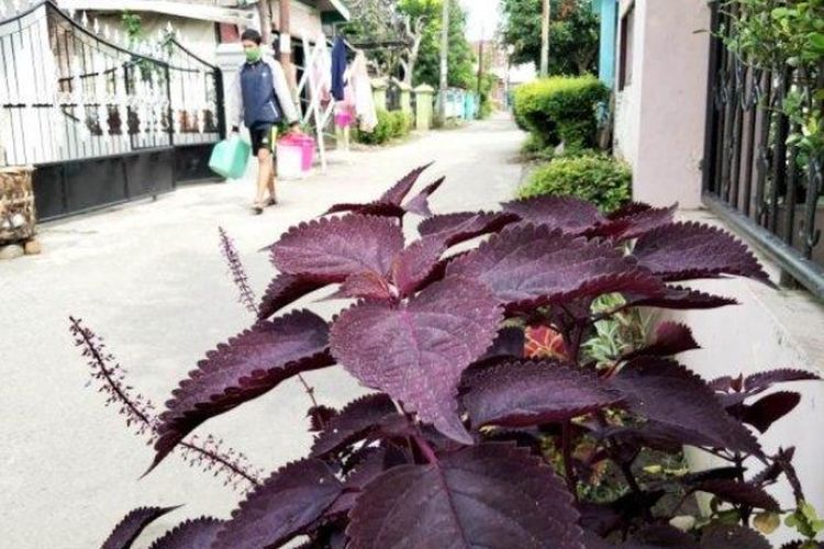 Tanaman di permukiman warga yang ada di Kecamatan Medan Johor terpapar debu vulkanik Gunung Sinabung, Rabu (19/5/2021). Menurut masyarakat, hujan abu di Kota Medan terjadi sekira pukul 07.00 WIB.(HO) 
