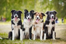 Anjing Bisa Endus Penyakit Parkinson dengan Akurasi 90 Persen