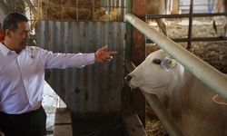 Populasi Sapi Potong Meningkat, Mentan Sumringah