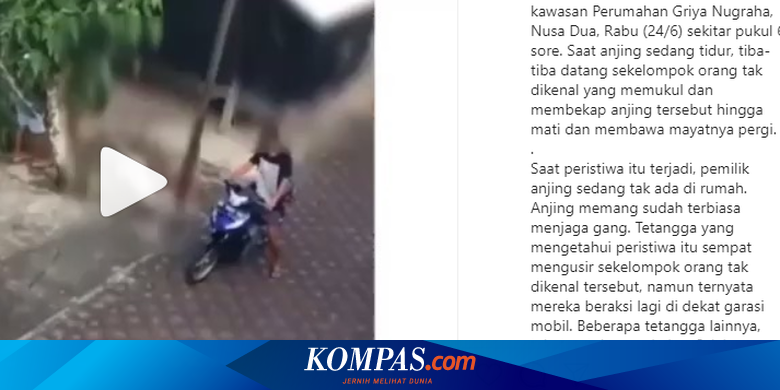 Fakta di Balik Video Viral Seekor Anjing Dipukuli hingga Mati di Bali