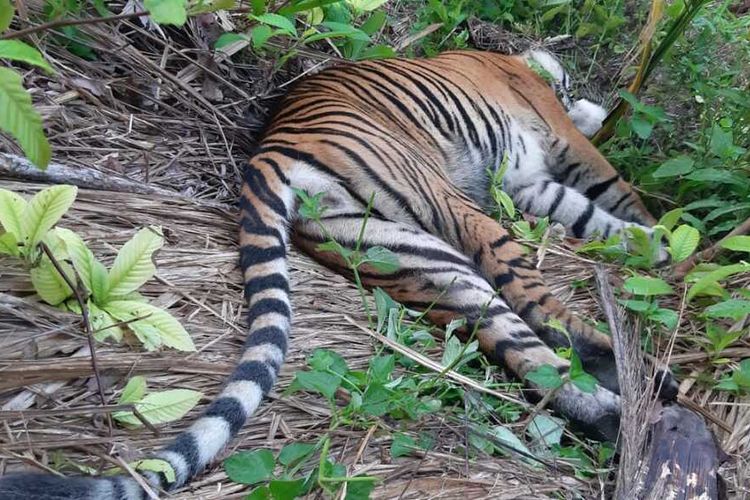 Foto Dok Forum Konservasi Lauser (FKL), Bangkai harimau sumatera ditemukan di kawasan perkebunan warga di Kecamatan Turumon , Kabupaten Aceh Selatan, Senin (29/06/2020).