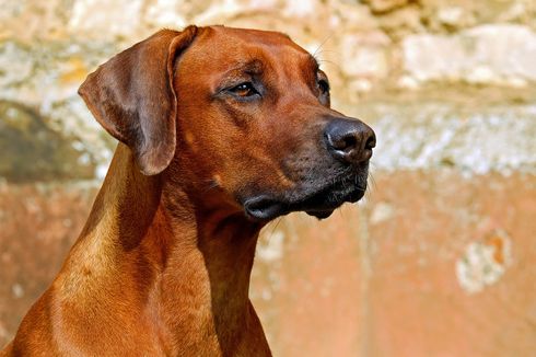 Belasan Anjing Diselamatkan dari Penjagalan di Bantul
