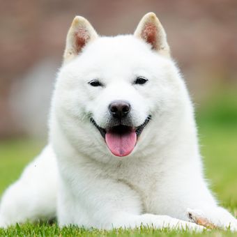 Ilustrasi anjing Hokkaido asal Jepang.